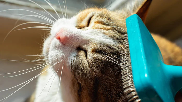 Så här hjälper du din katt att få en frisk och glädjefylld vår