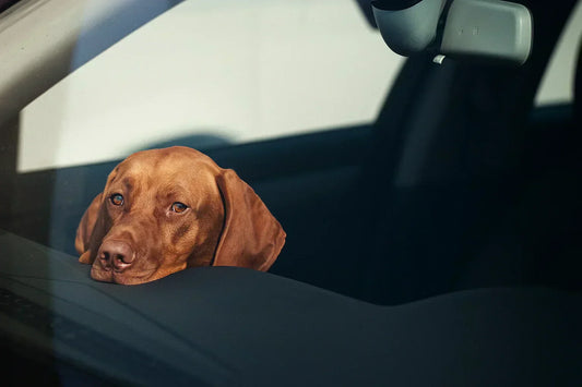 Hur du gör resan tryggare för hund och katt - Djurslottet