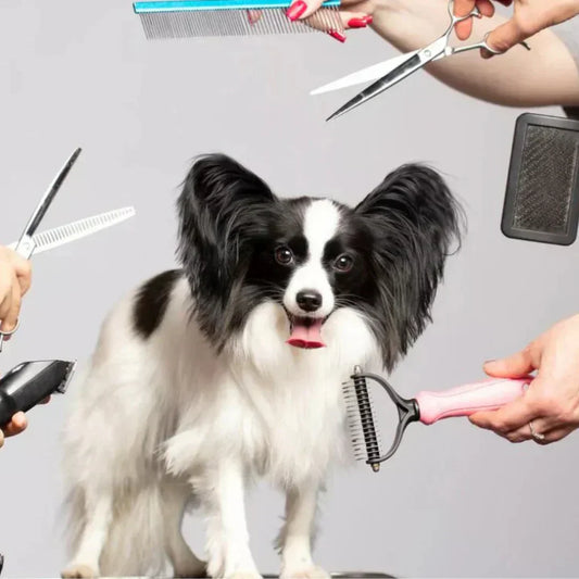 Hemligheten bakom att hålla din hunds päls välskött och hälsosam
