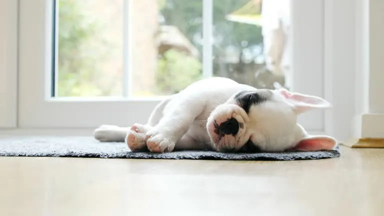 Så här väljer du den bästa sovplatsen för din hund – för bättre sömn och minskad stress