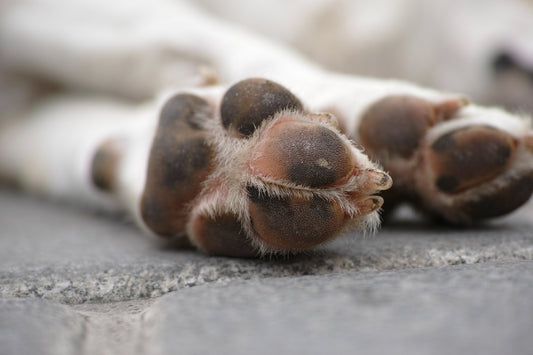 Bästa sättet att tvätta & rengöra tassar hos din hund & katt