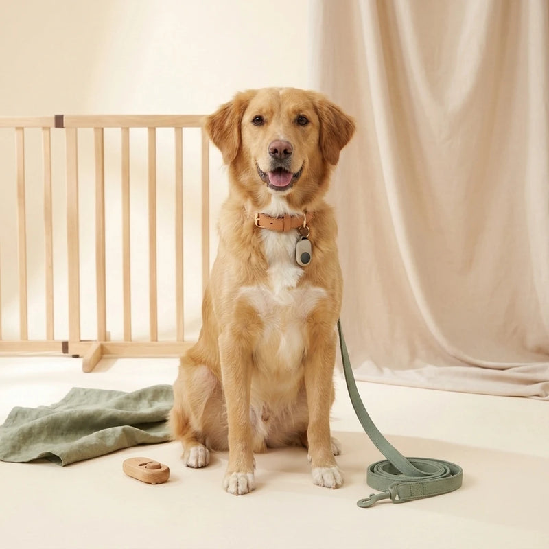 Attentive dog with pet training and safety products – Petifo Training & Safety