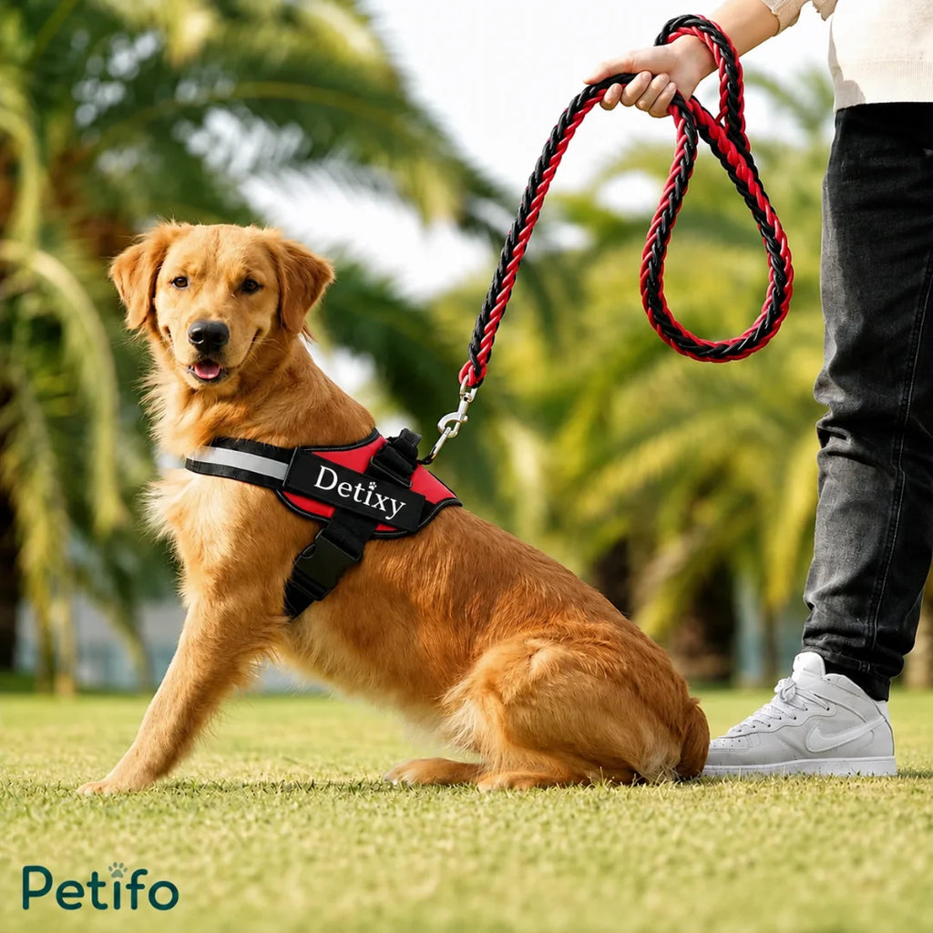 A golden retriever sitting on a green lawn wearing a red "Detixy" harness paired with a braided red and black rope leash held by a person, branded with the Petifo logo.