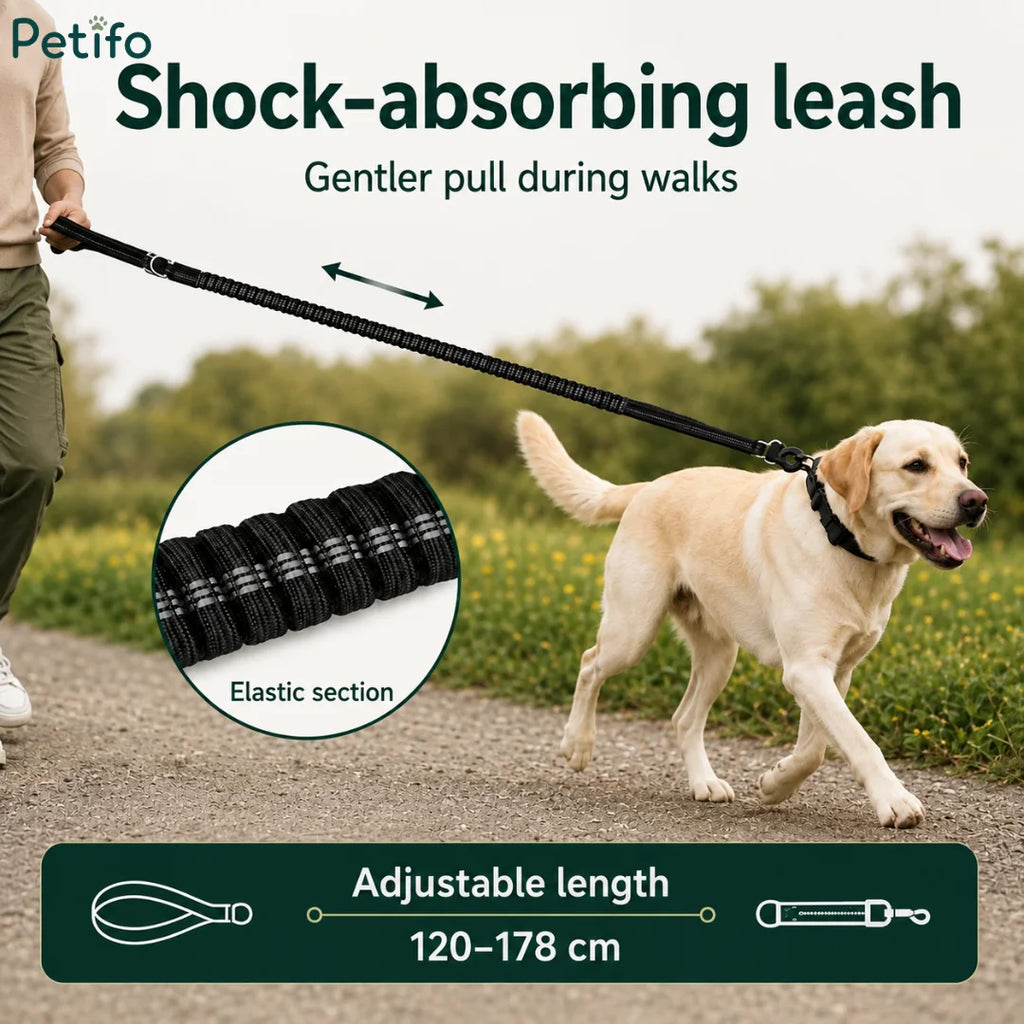 Active labrador retriever walking on an adjustable-length shock-absorbing elastic dog leash outdoors.