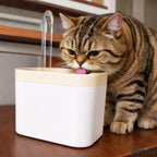 Cute tabby cat drinking fresh flowing water from an automatic fountain