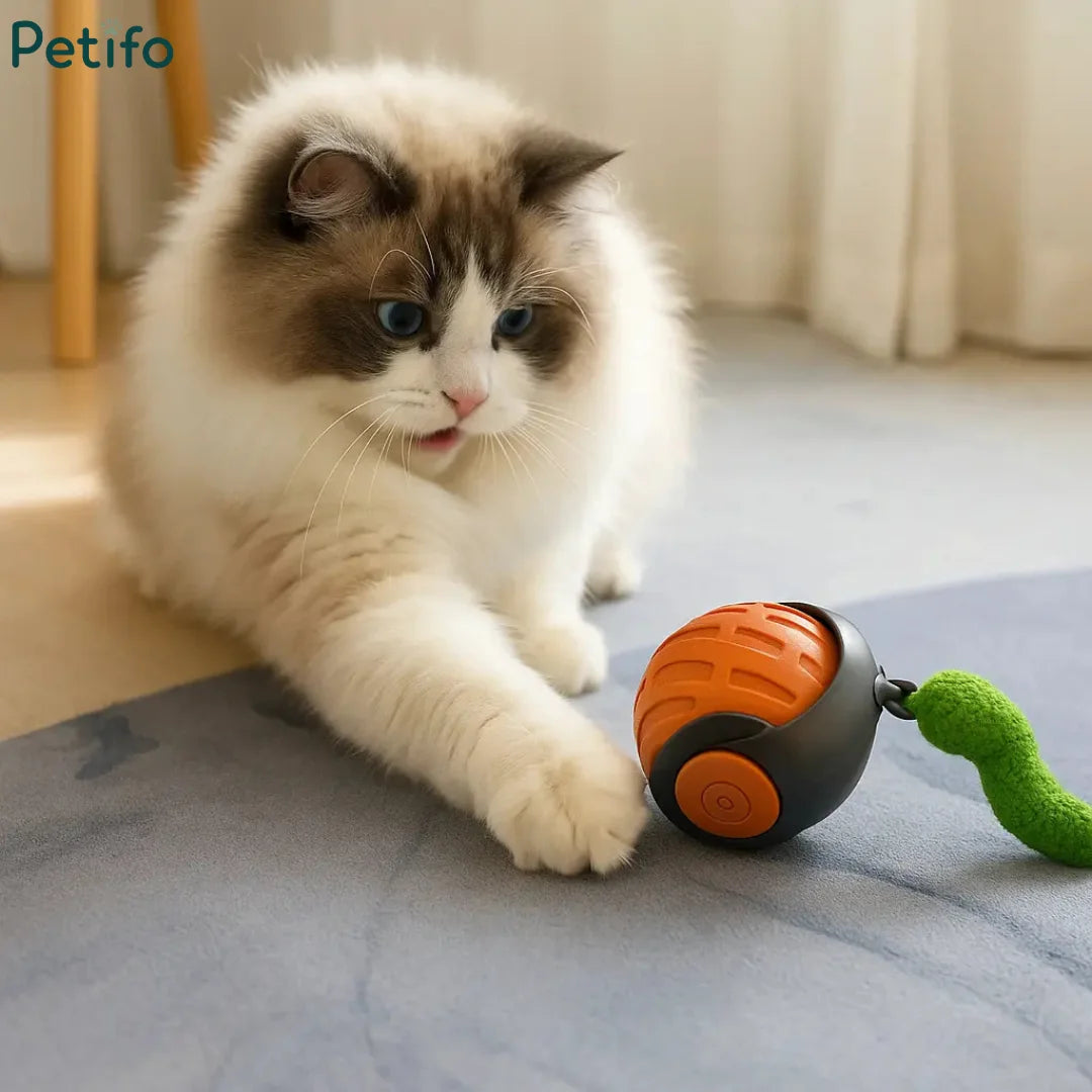 Fluffy cat playing with an automatic rolling smart ball toy on a soft carpet.