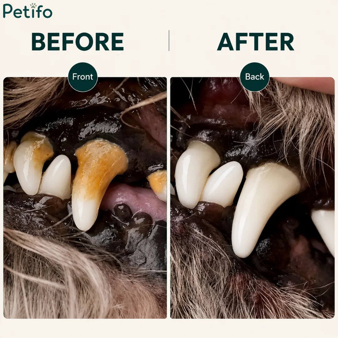 Before and after comparison of dog teeth showing severe tartar buildup removed