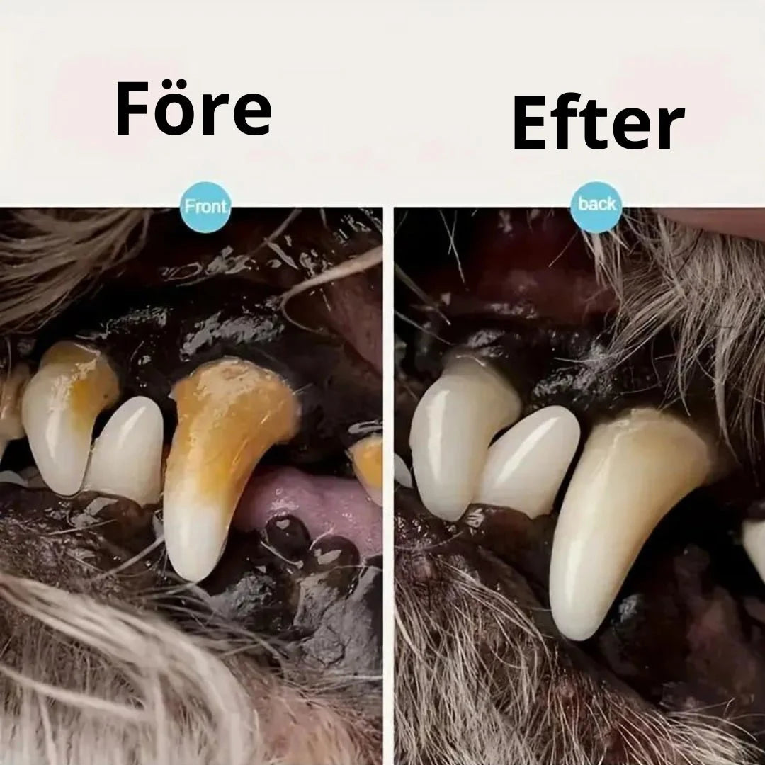 Before and after comparison showing heavy tartar on a dog's teeth transformed into clean white teeth using the Petifo dental tool.