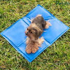Cute Yorkshire Terrier relaxing on a blue Petifo cooling mat laid out on green grass.