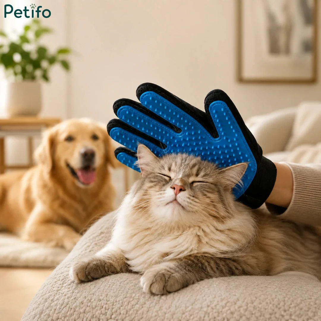 Cozy indoor scene showing a cat being comfortably petted and groomed with a blue Petifo grooming glove.