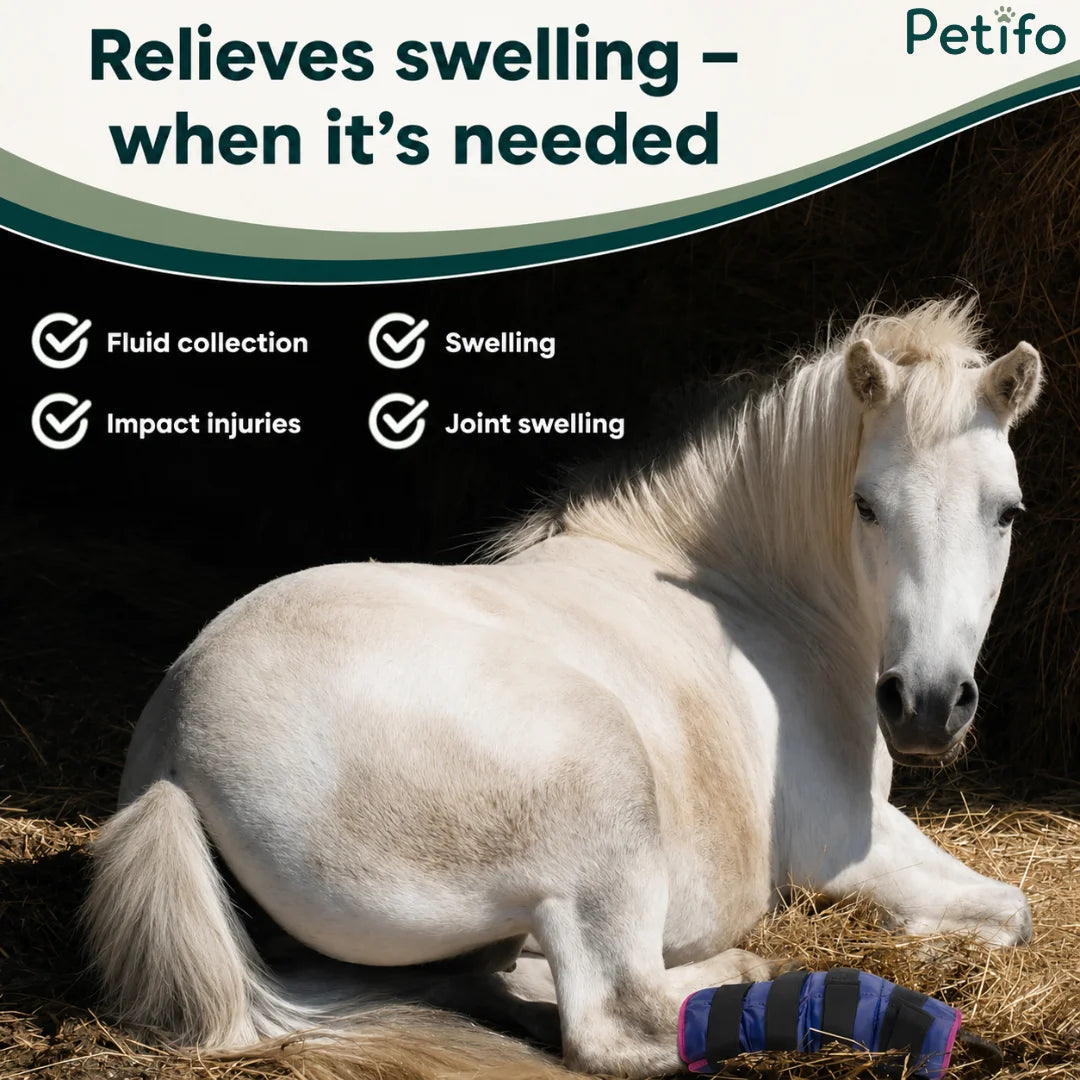 White horse resting in a barn with a blue ice wrap on its lower leg to relieve swelling.