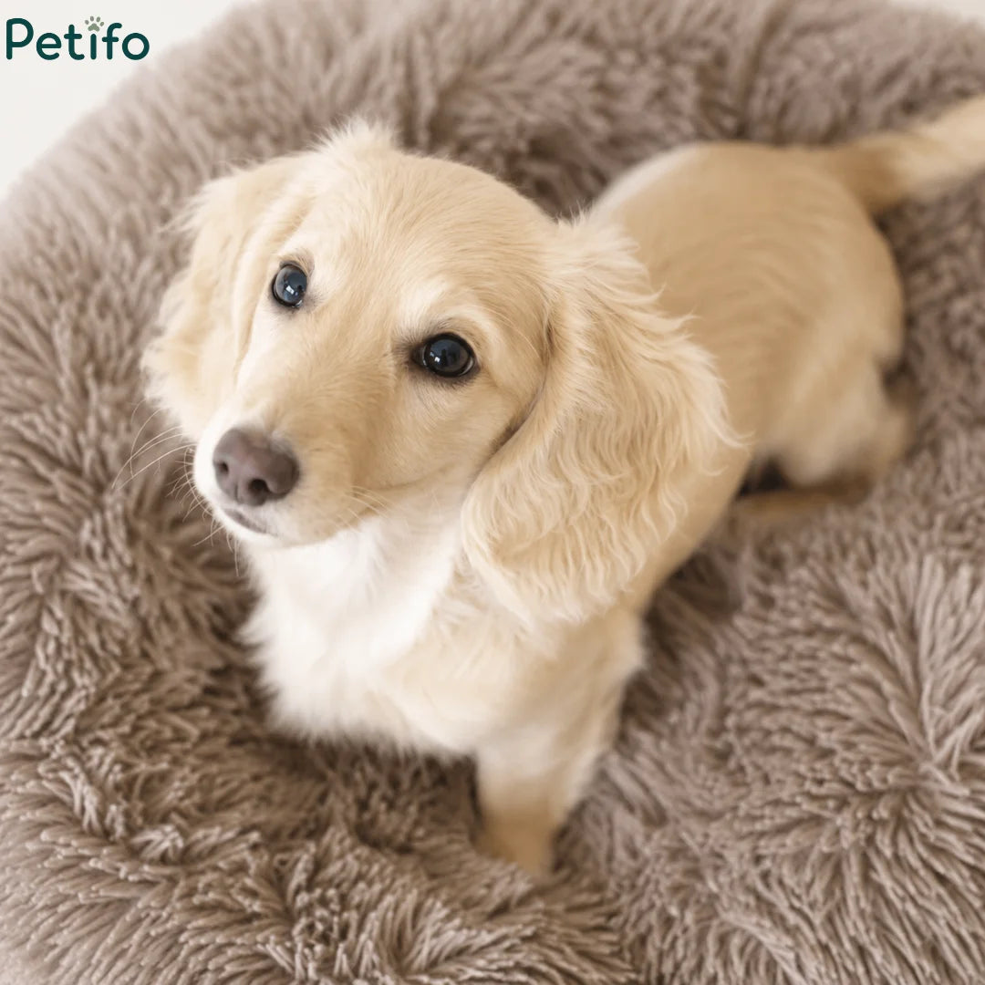Overhead view of a cute blonde long-haired dachshund puppy sitting inside a brown plush calming bed.