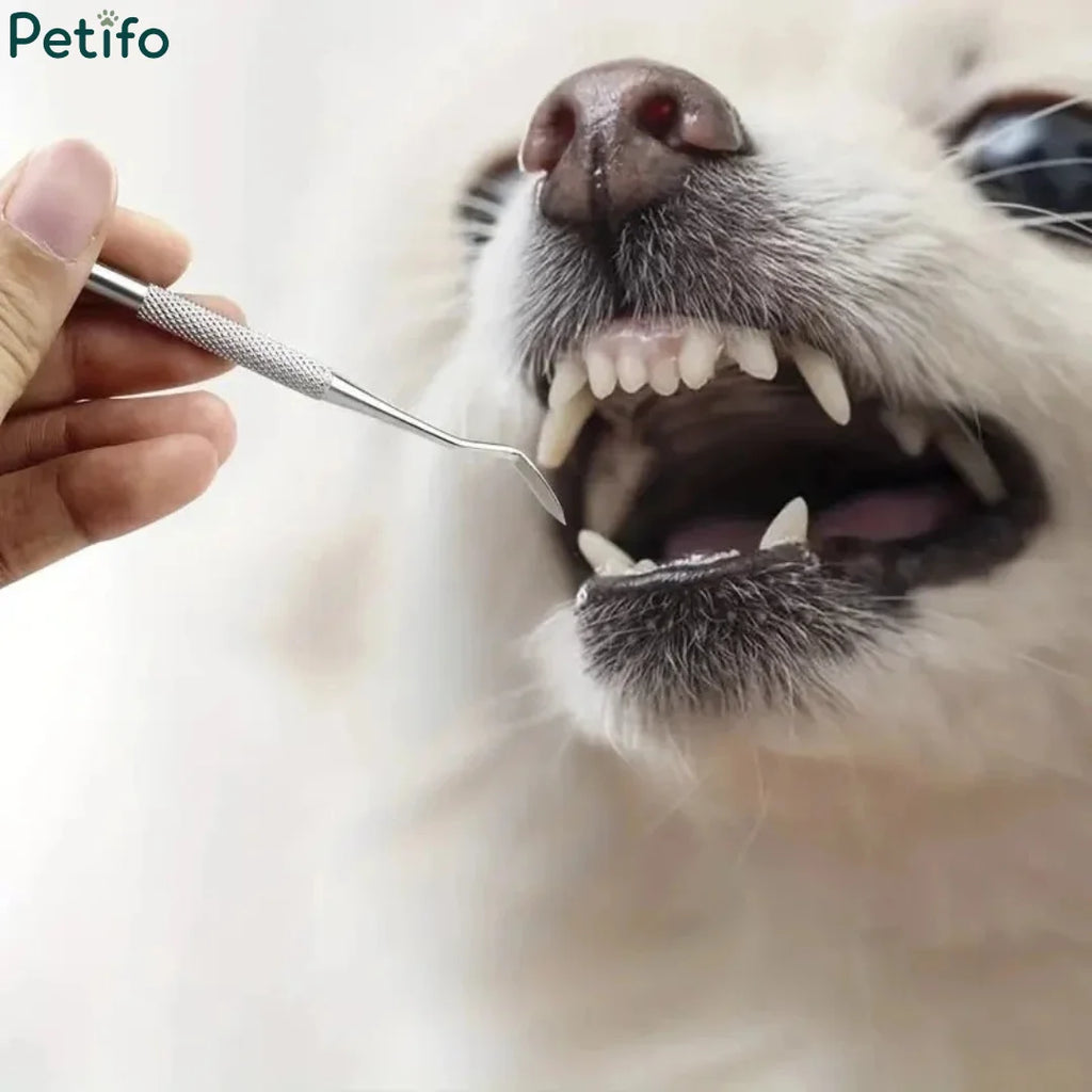 Close-up view of a person using a Petifo dental pick to gently clean a white dog's teeth.