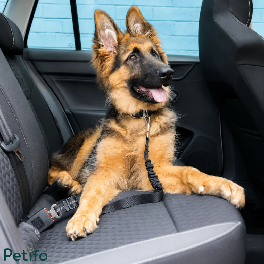 Cute German Shepherd puppy relaxing comfortably on a car back seat attached to a safety seat belt leash.