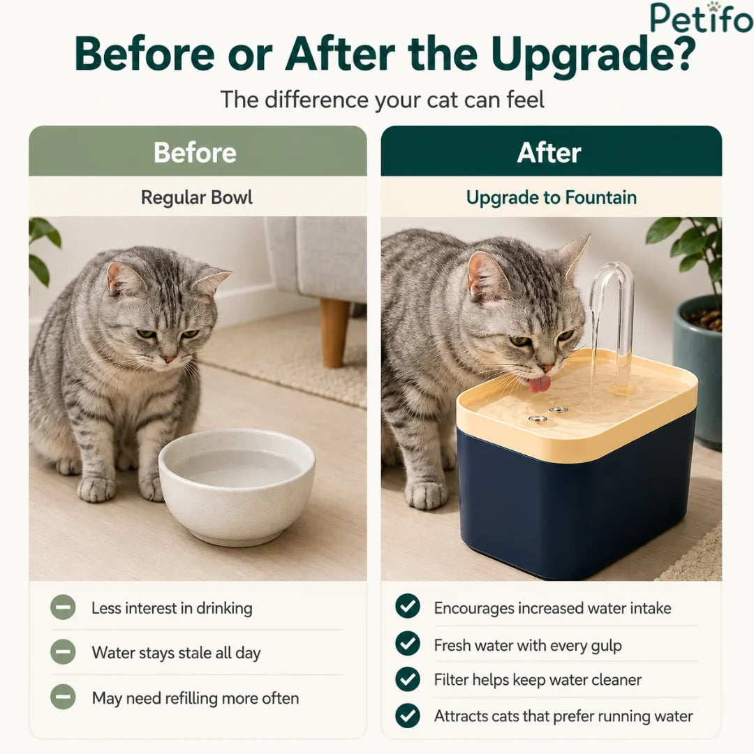 Comparison showing the benefits of upgrading from a regular water bowl to a Petifo cat water fountain to encourage increased water intake.