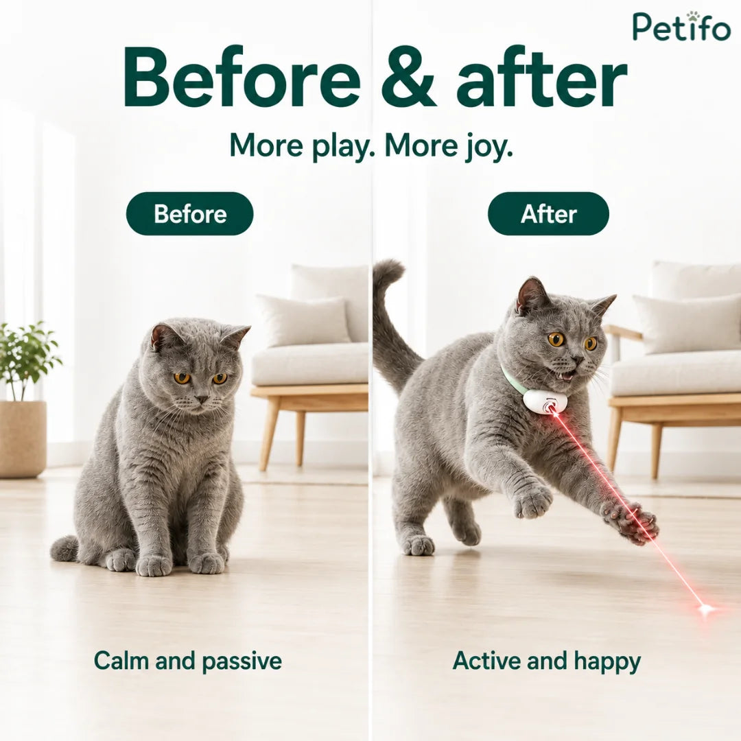 Before and after comparison showing a calm, passive cat transforming into an active and happy cat playing with the Petifo laser collar.