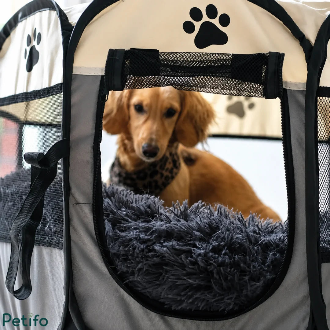 Cream dachshund resting on a plush dark gray bed inside a Petifo portable mesh dog plaype