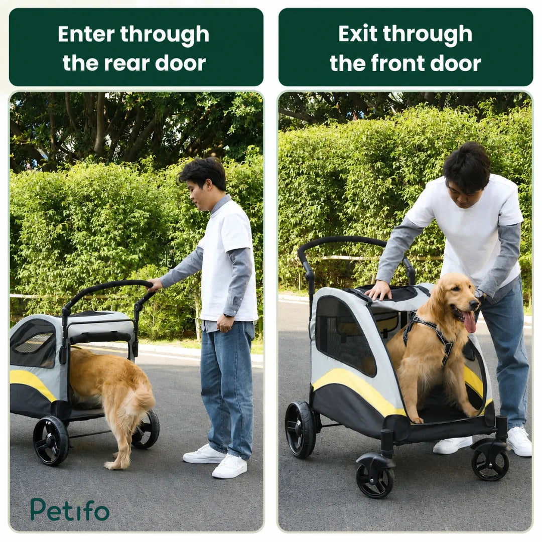 Demonstration of a Golden Retriever dog entering the rear door and exiting the front door of a Petifo pet stroller