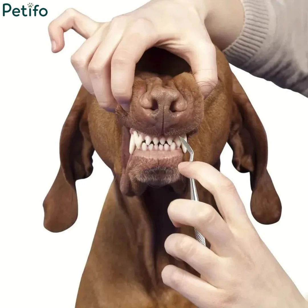 Hands using stainless steel dental pick to clean tartar off poodle's tooth