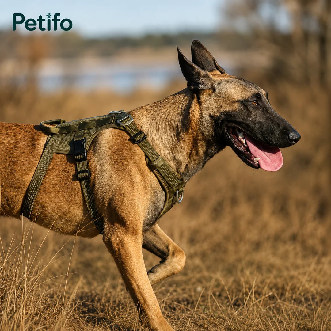 This ProSafe dog harness is designed to provide a secure and comfortable fit for outdoor activities.