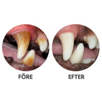 Before-and-after image of dog teeth with tartar compared with clean teeth after ultrasonic cleaning