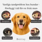 Detixy Ultrasonic Tooth Scaler Common dental problems in dogs -prevent them in time for a healthy mouth -Petifo
