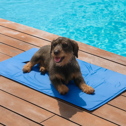 Kylmatta för hund – tax vilar på blå kyldyna vid pool på trätrall | Djurslottet