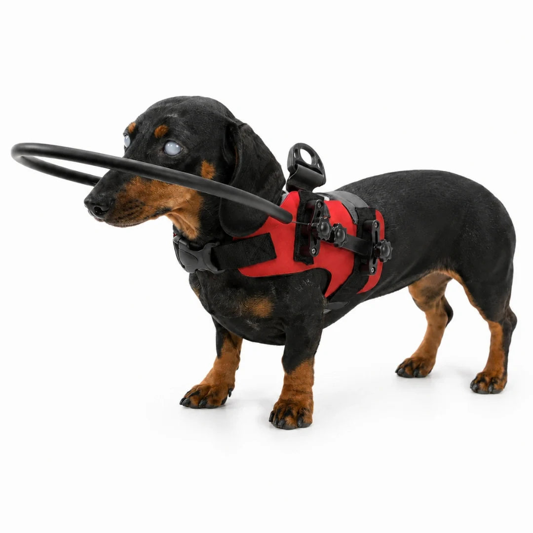 DogHalo protective harness for blind dogs in red - Petifo