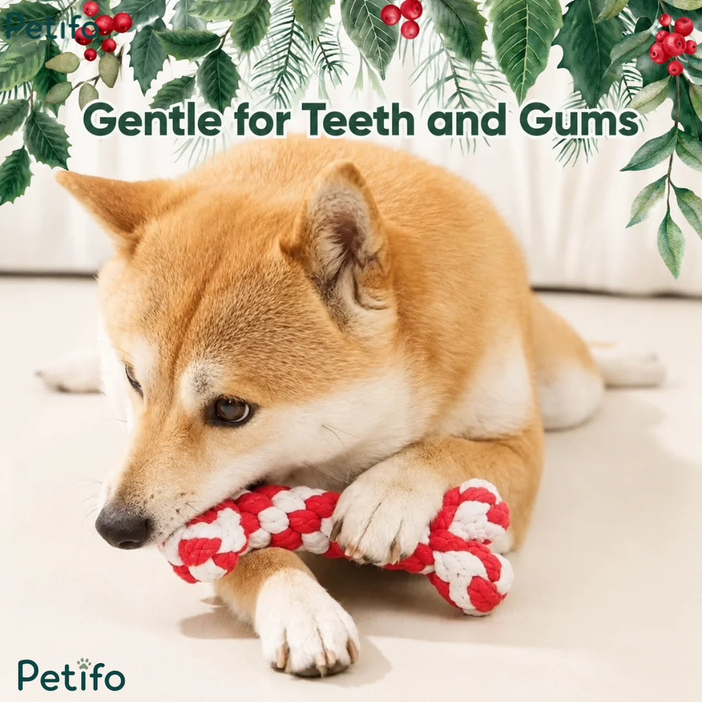 A Shiba Inu dog chewing happily on a red and white Petifo braided rope bone toy in a festive setting decorated with pine leaves and red berries.