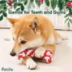 A Shiba Inu dog chewing happily on a red and white Petifo braided rope bone toy in a festive setting decorated with pine leaves and red berries.