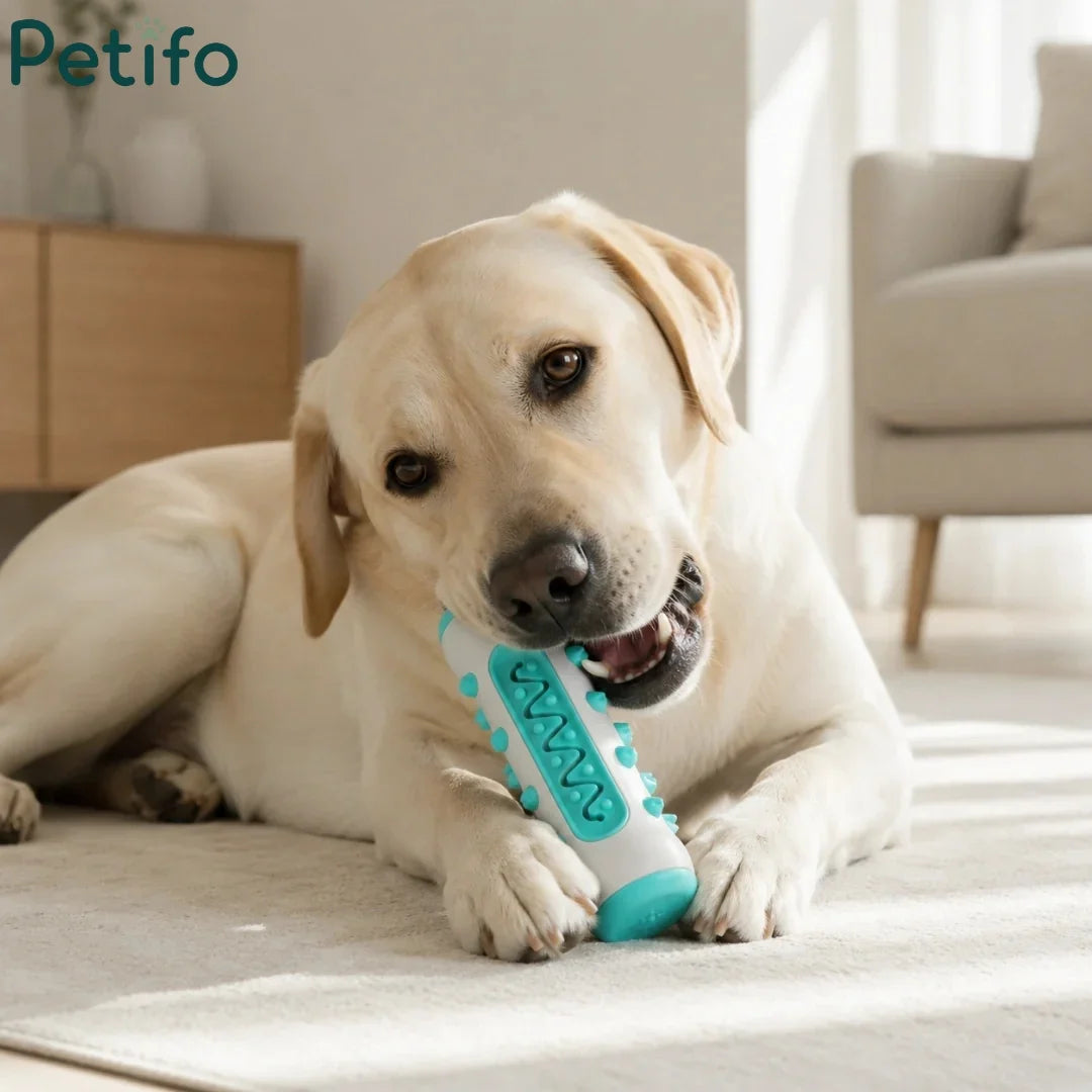 Golden retriever dog playing and chewing on a white and teal Petifo dog dental chew toy on a living room rug.