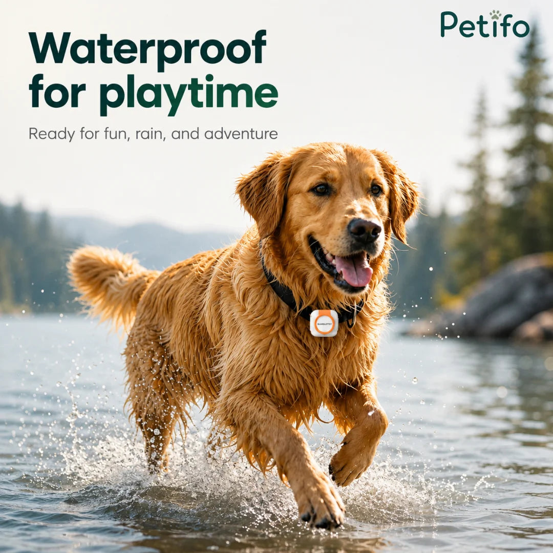 A happy golden retriever splashing and running through a lake while wearing the IP-rated waterproof Petifo GPS tracker.
