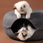 Two small cute kittens playing with the cat bed