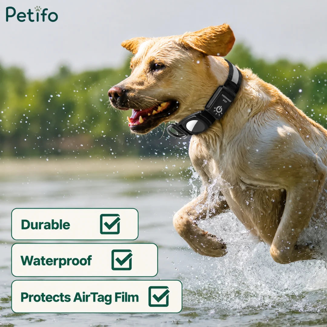 Golden retriever splashing through water while wearing a durable, waterproof LED safety collar.