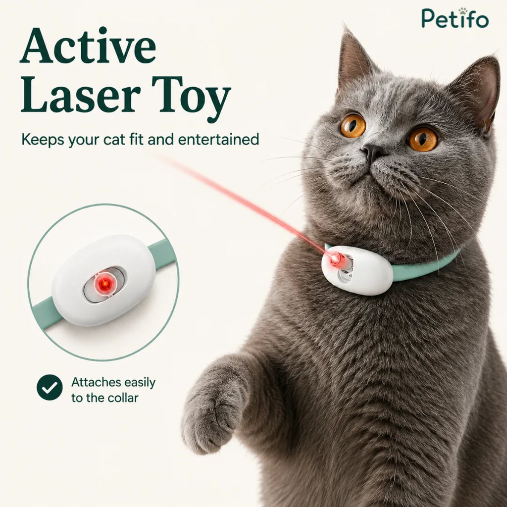 Grey cat looking up at a laser beam from the Petifo active laser toy, featuring an inset highlighting its easy collar attachment.