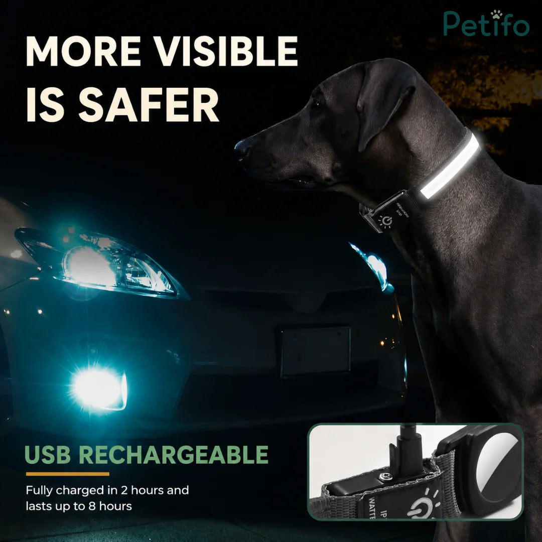 Dark dog wearing an illuminated LED safety collar next to a car headlight at night for enhanced visibility.