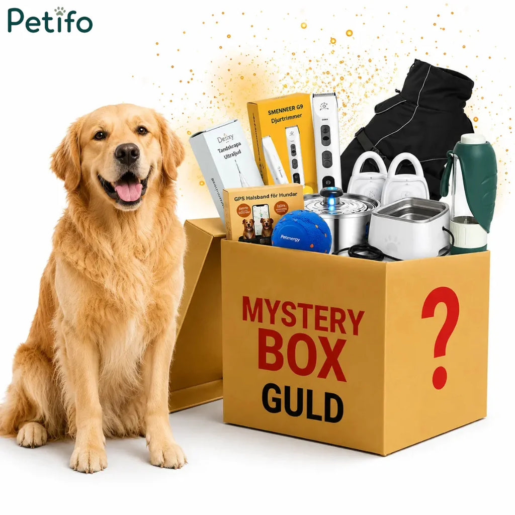 Guld mystery box overflowing with premium dog equipment next to a golden retriever.