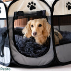Adorable cream dachshund relaxing comfortably on a fluffy mat inside a Petifo indoor dog playpen.