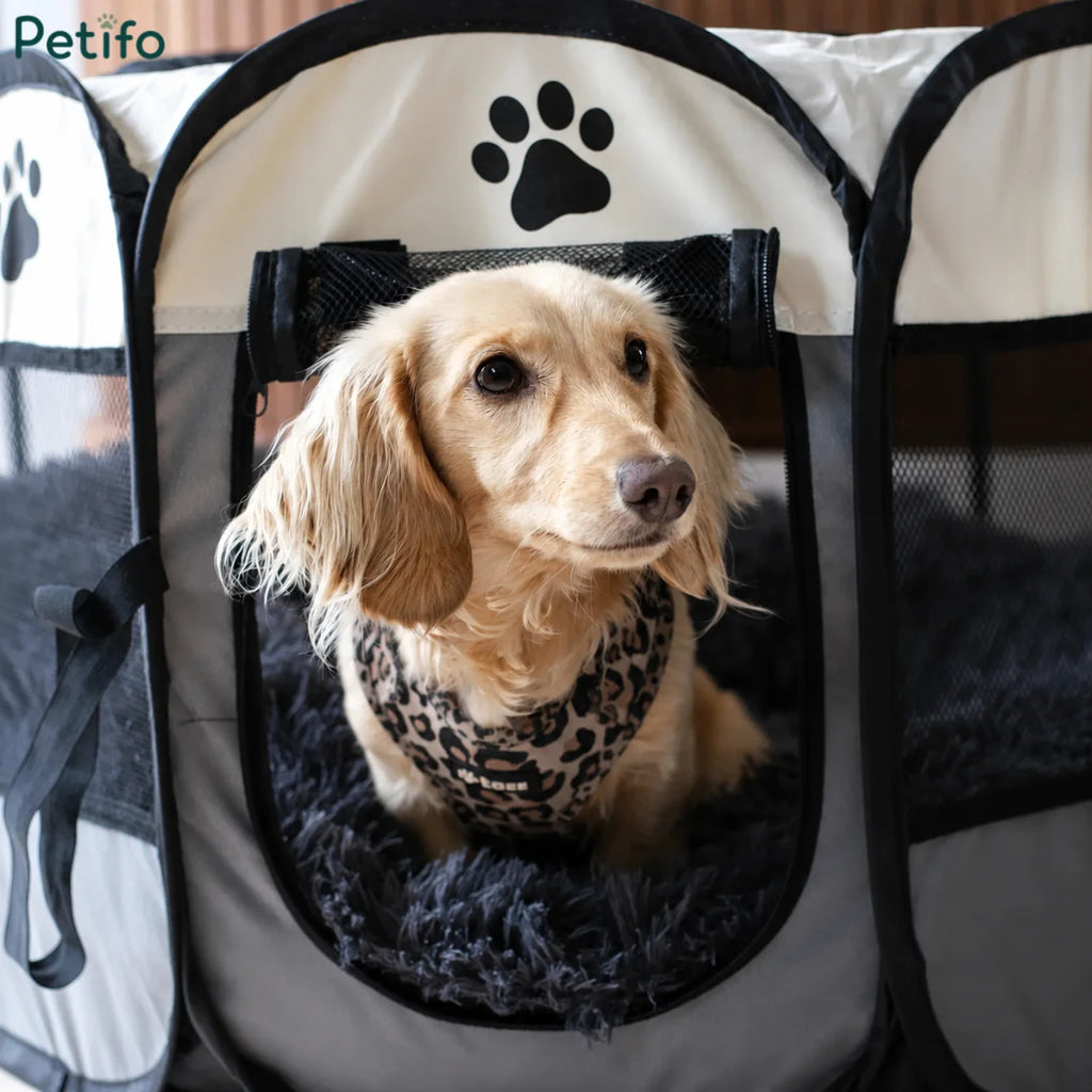 Cute cream dachshund wearing a leopard print harness sitting inside a Petifo foldable dog playpen.