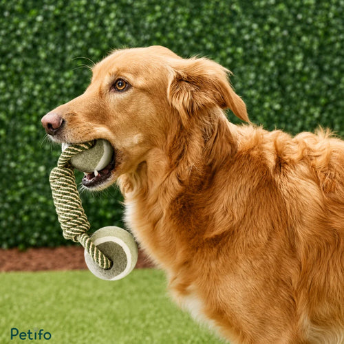 Golden retriever dog holding the Petifo tennis ball and rope chew toy in its mouth.