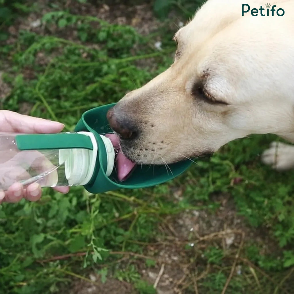Golden retriever dog drinking fresh water from the leaf-shaped trough of a Petifo portable bottle.