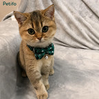 Cute kitten wearing a green plaid Christmas collar with a bow tie.