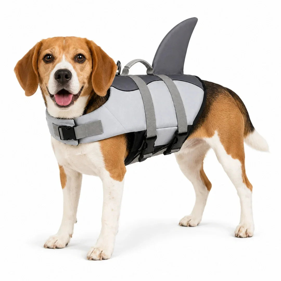 Beagle wearing the grey and black shark fin Petifo dog life jacket in a studio view.