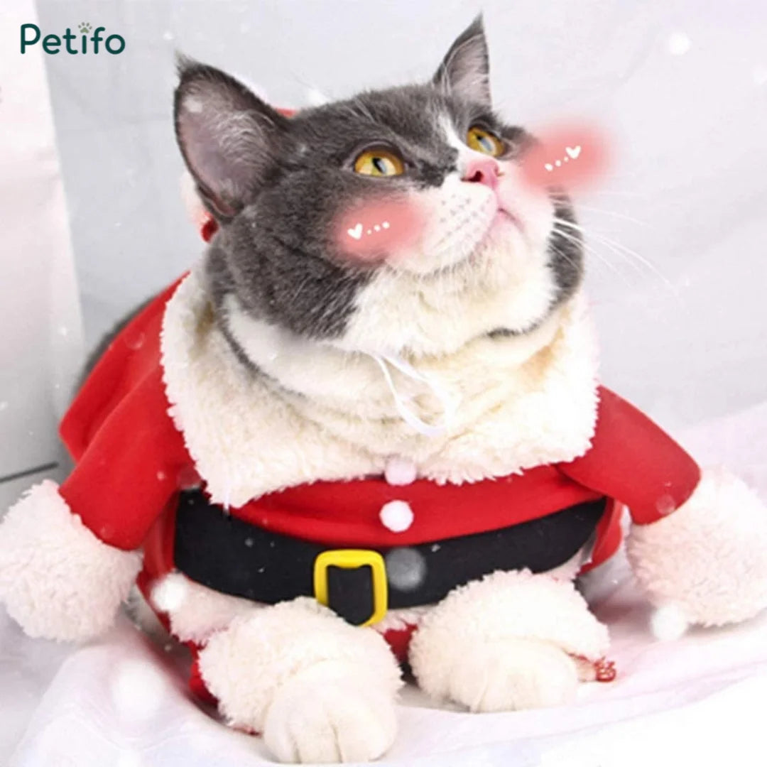 Cute grey cat wearing a festive Santa Claus pet costume.