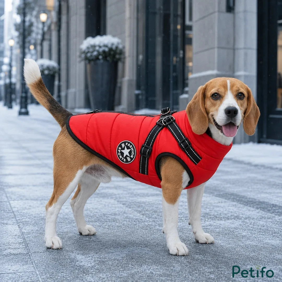 Beagle wearing a bright red winter dog coat with built-in harness on a snowy sidewalk.