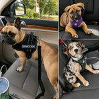 Collage showing different dogs secured safely in car seats using harnesses and seat belt leashes.