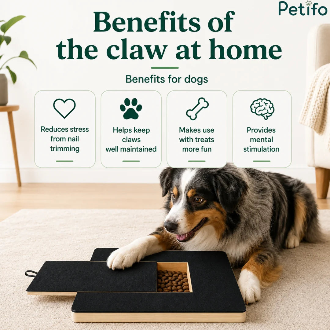 Australian Shepherd using the interactive scratch board next to home care benefit text blocks.