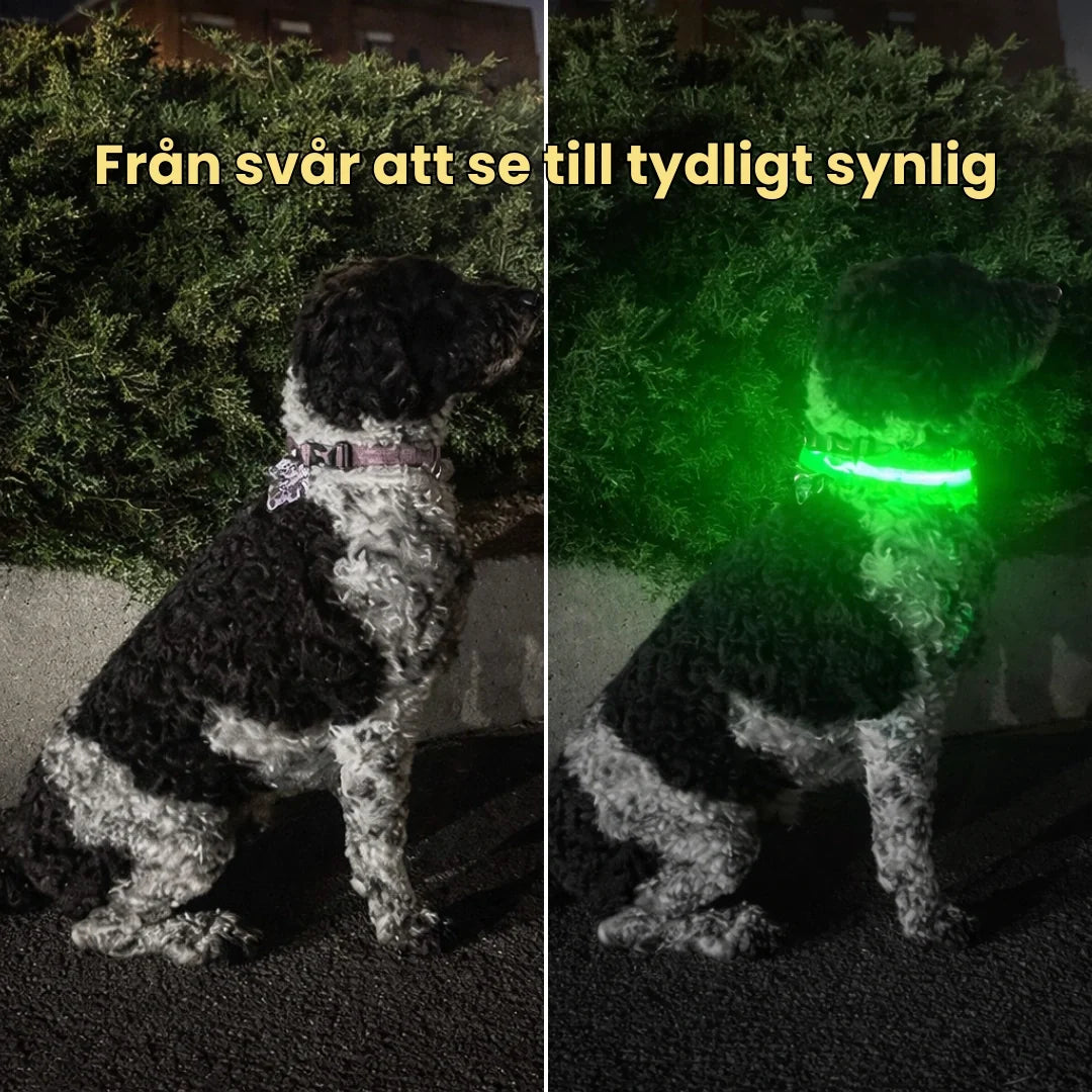 LED Collar for Dogs & Cats From hard to see to clearly visible - Petifo