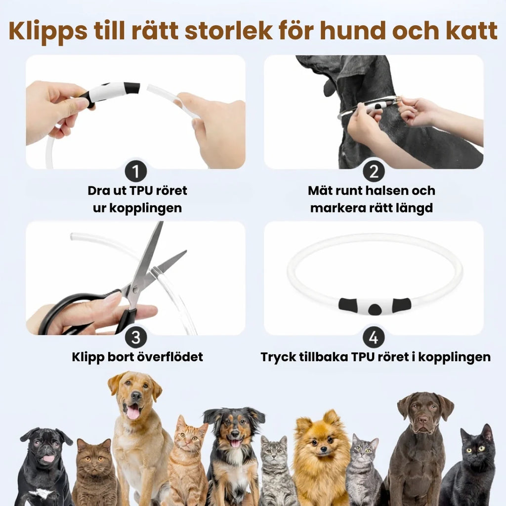LED Collar for Dogs & Cats Cut to the right size for a dog and cat - Petifo