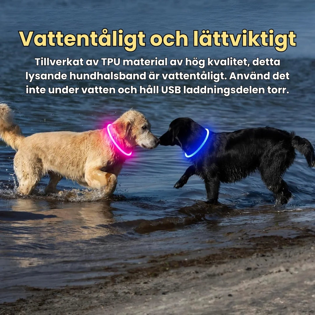 LED Collar for Dogs & Cats Water-resistant and lightweight - Petifo